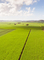 Open farm land with strong sunlight cast over green plantations