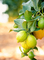 Lemons hanging off tree with other lemon trees behind