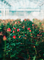 Roses growing in greenhouse