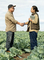 Two farmers shake hands over lettuce plantations