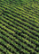 Aerial view of sugarcane rows during growth