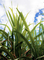 Low down view of sugarcane leaves with blue cloudy sky in background