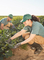 Two primary producers inspect green crops