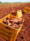 Sweet potato in yellow bins on red soil after being picked