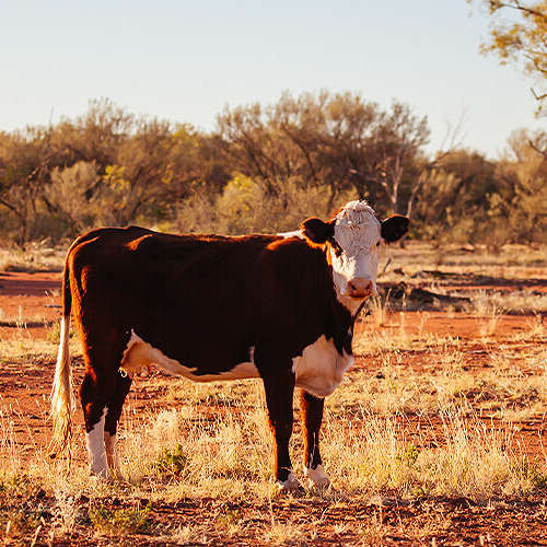 Cattle