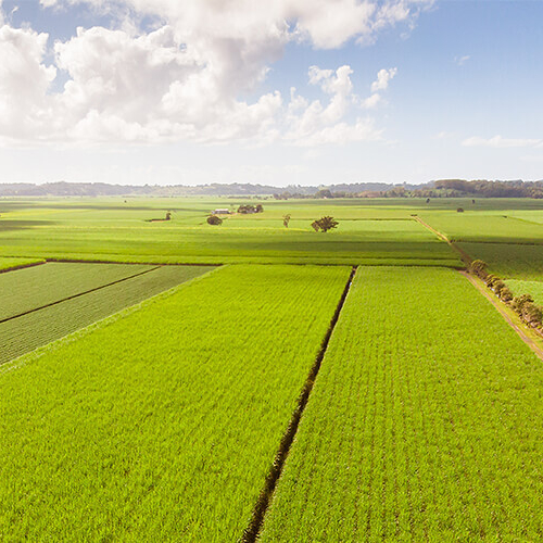 Open farm land with strong sunlight cast over green plantations