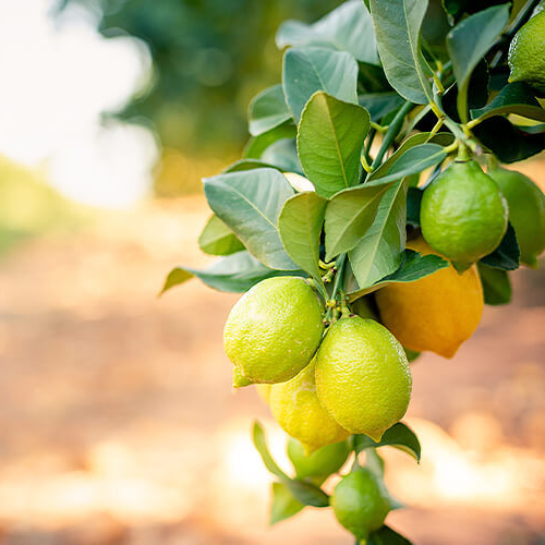 Lemons hanging off tree with other lemon trees behind