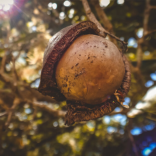 Macadamia nut hanging from tree