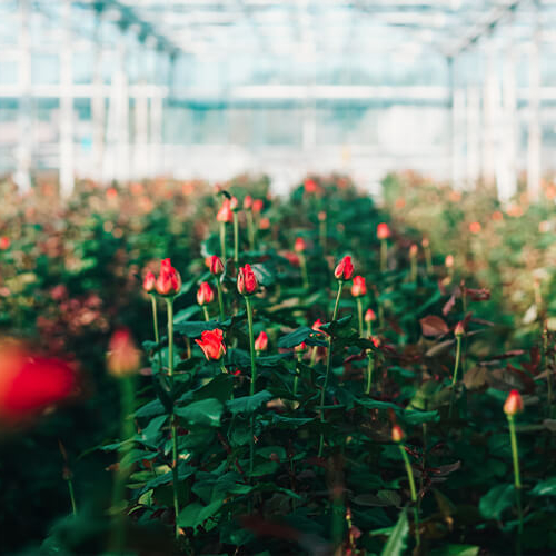 Roses growing in greenhouse