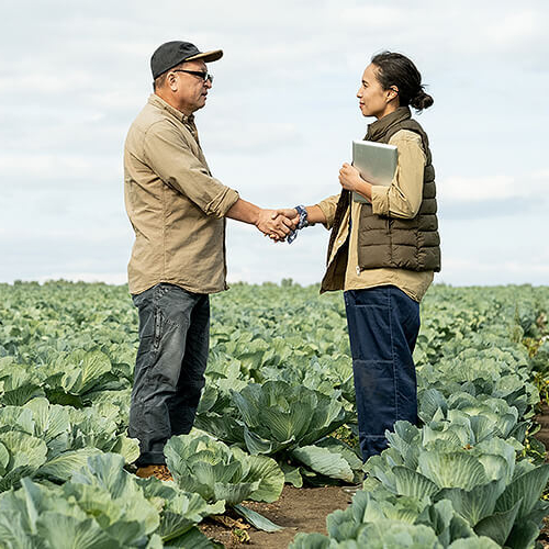 Two farmers shake hands over lettuce plantations