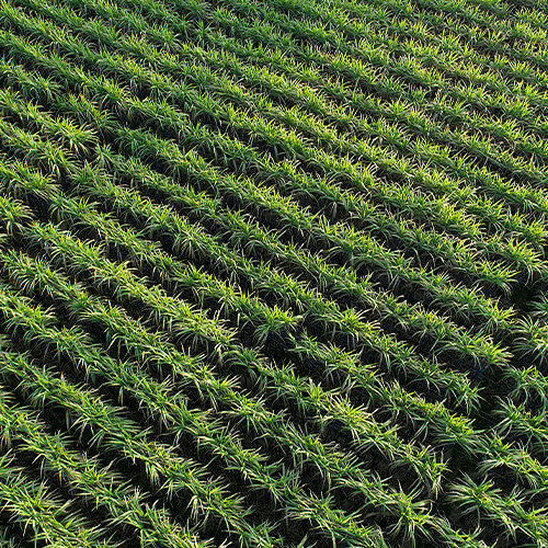 Aerial view of sugarcane rows during growth