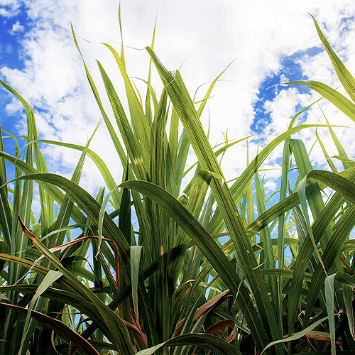 Low down view of sugarcane leaves with blue cloudy sky in background