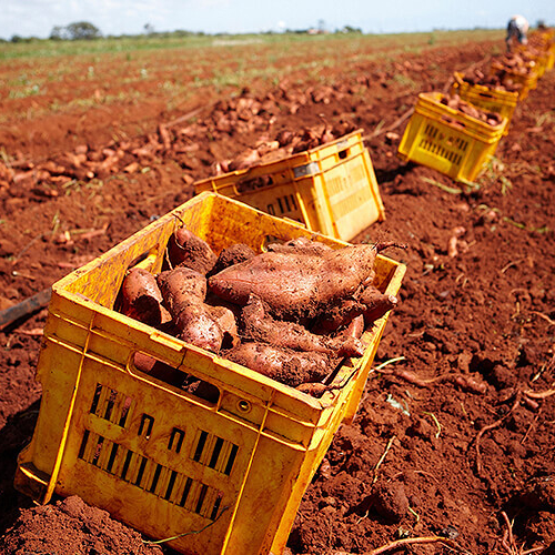Sweet potato in yellow bins on red soil after being picked