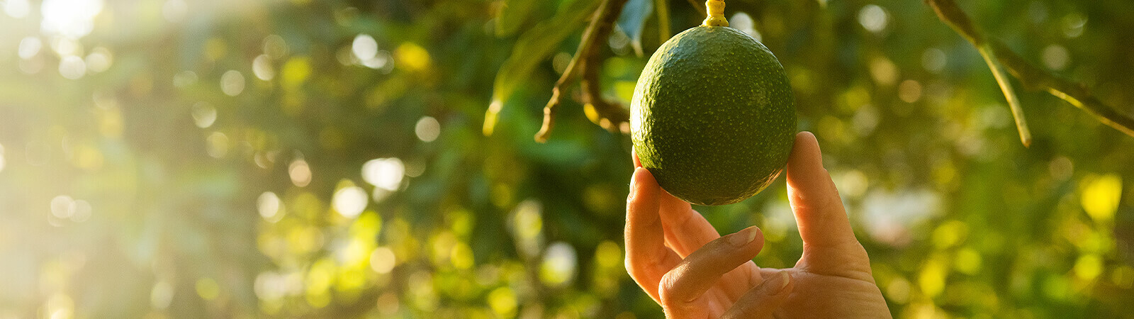 Avocado being picked by hand from tree