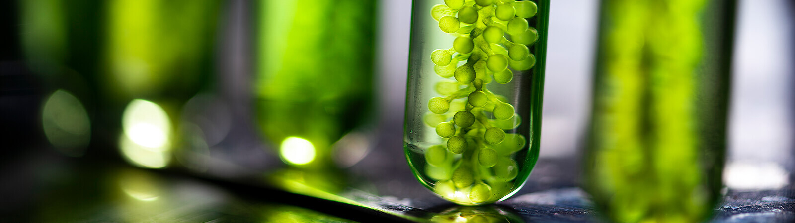 Close up of test tubes with plants being tested