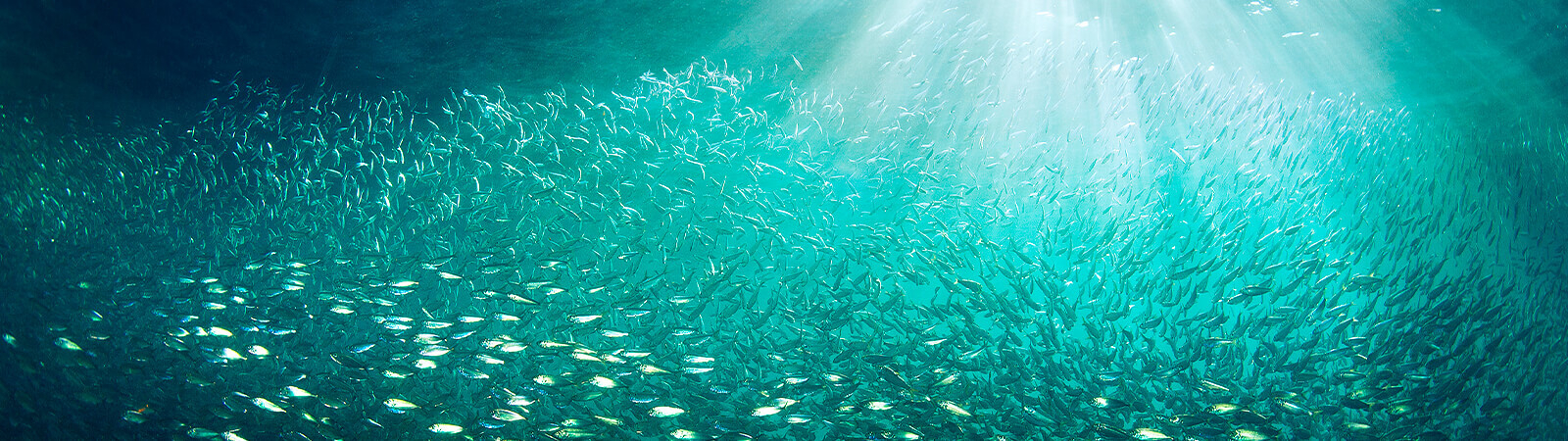 School of fish swimming in bright rays of light