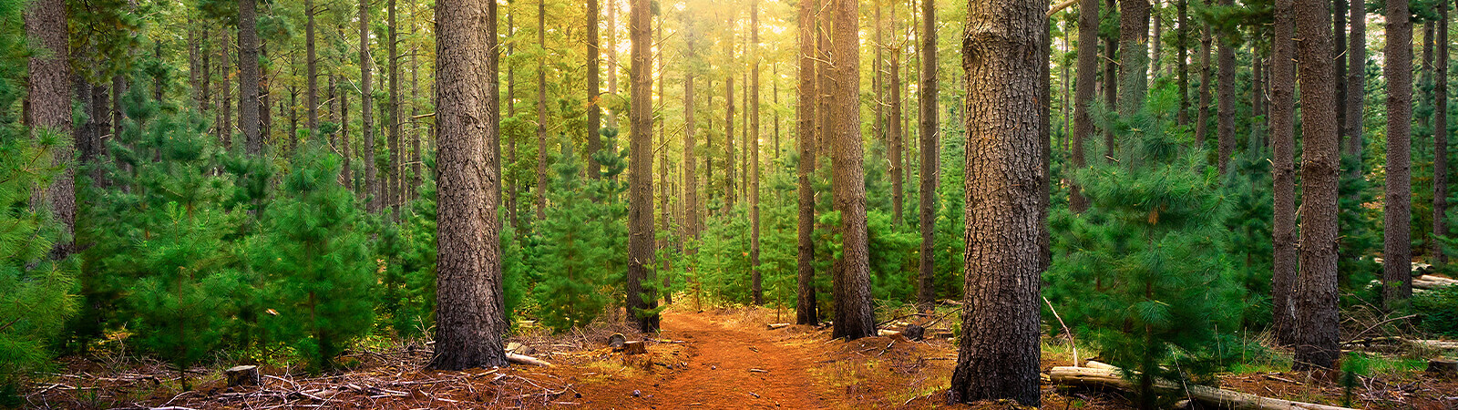 Dark green forest lit by sunset in distance