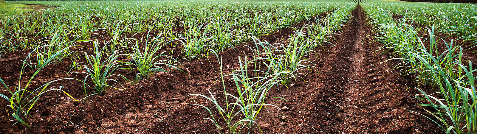 Young sugarcane grows in rows in red dirt