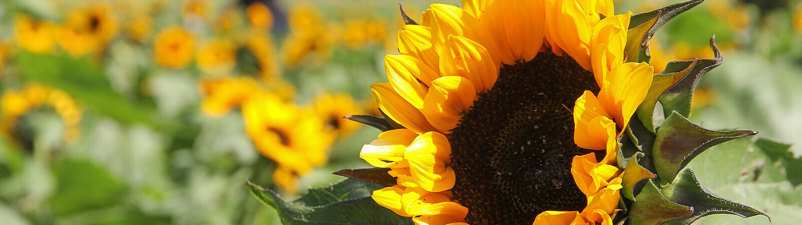 Bright yellow sunflower on sunflower farm